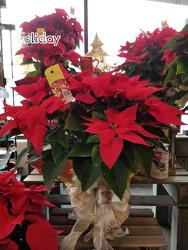 Poinsettia from Weidig's Floral in Chardon, OH