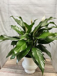 Small Peace Lily from Weidig's Floral in Chardon, OH