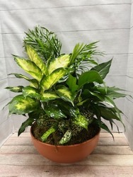 Dish Garden in Terra Cotta from Weidig's Floral in Chardon, OH