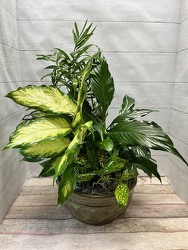 Medium Dish Garden  from Weidig's Floral in Chardon, OH