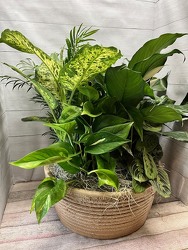 Extra Large Dish Garden from Weidig's Floral in Chardon, OH