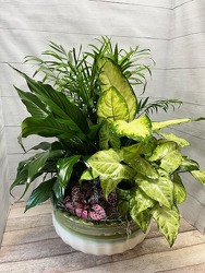 Large Dish Garden in Ceramic from Weidig's Floral in Chardon, OH