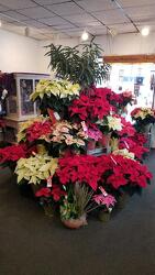 Poinsettia from Weidig's Floral in Chardon, OH