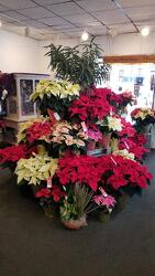 Poinsettia from Weidig's Floral in Chardon, OH