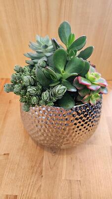 Succulent Garden