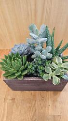 Succulent Garden from Weidig's Floral in Chardon, OH