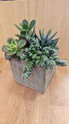 Succulent Garden from Weidig's Floral in Chardon, OH