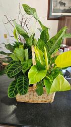 Assorted Green Tropical Plants from Weidig's Floral in Chardon, OH