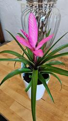 Bromeliad from Weidig's Floral in Chardon, OH