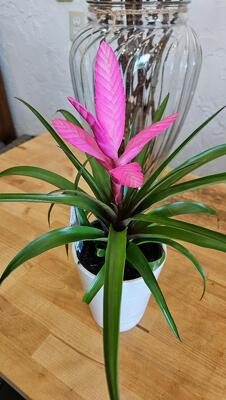 Bromeliad