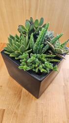Succulent Garden from Weidig's Floral in Chardon, OH