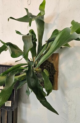 Staghorn Fern