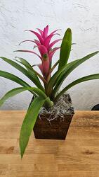 Bromeliad from Weidig's Floral in Chardon, OH